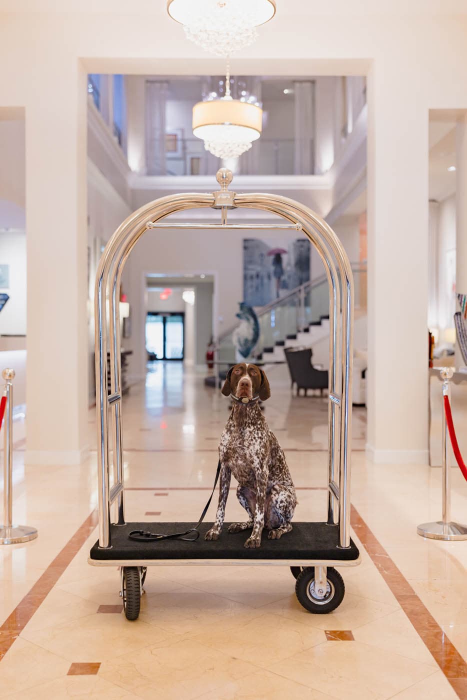 A dog on a luggage cart at Inn on Fifth