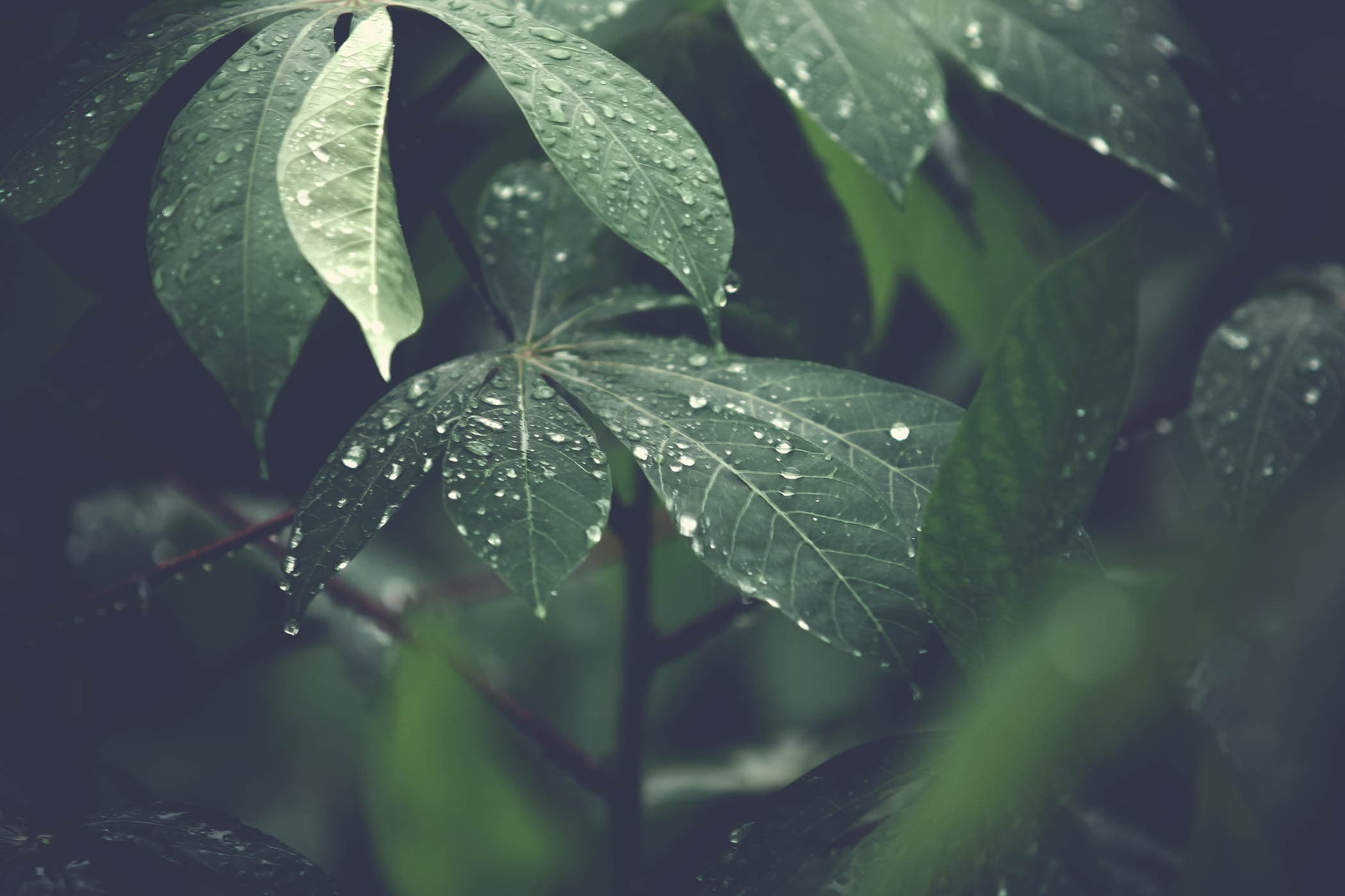 Tropical foliage after rain in Southwest Florida near Naples