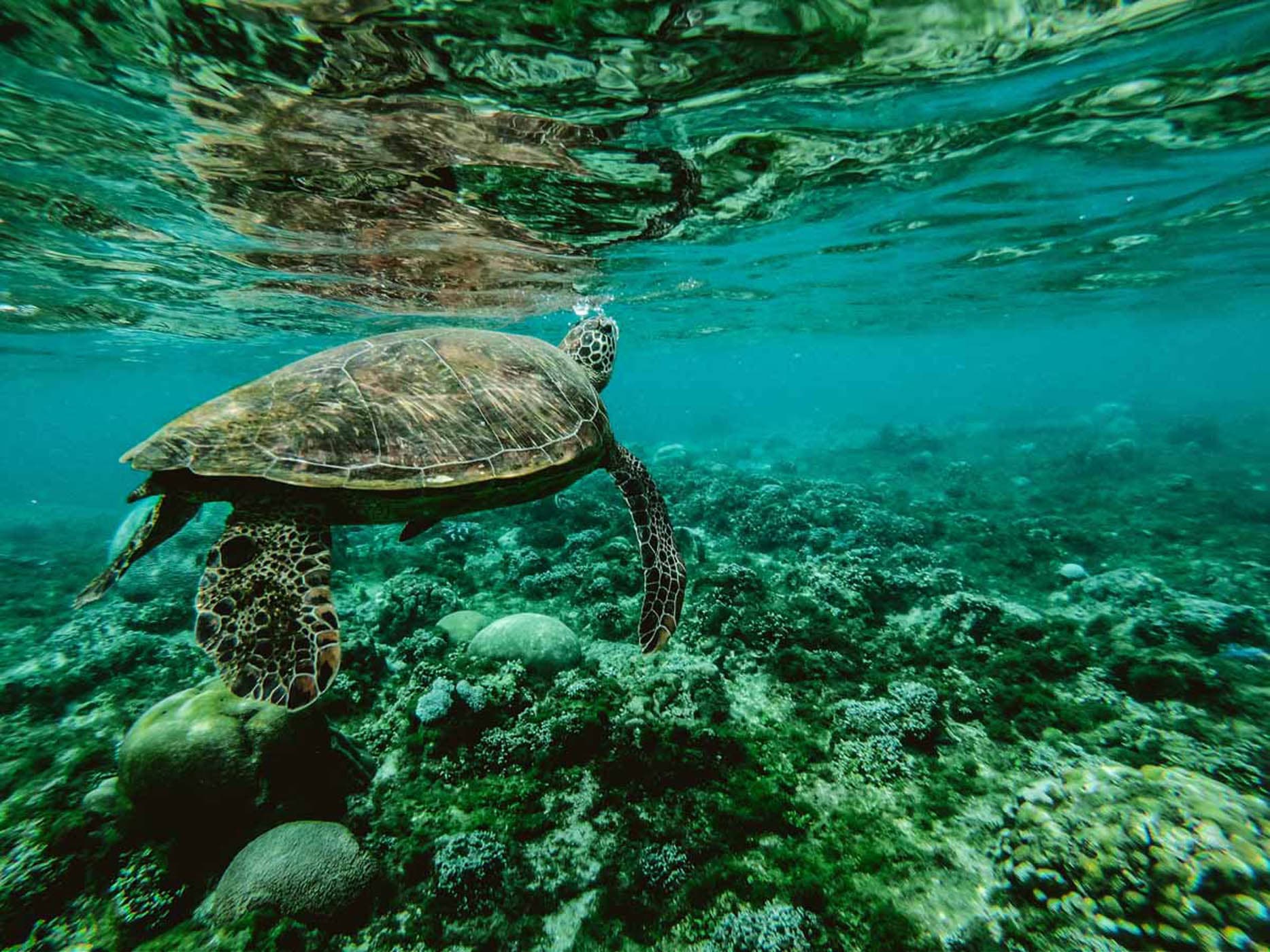 Sea turtle swimming in the clear Gulf waters off Naples, Florida