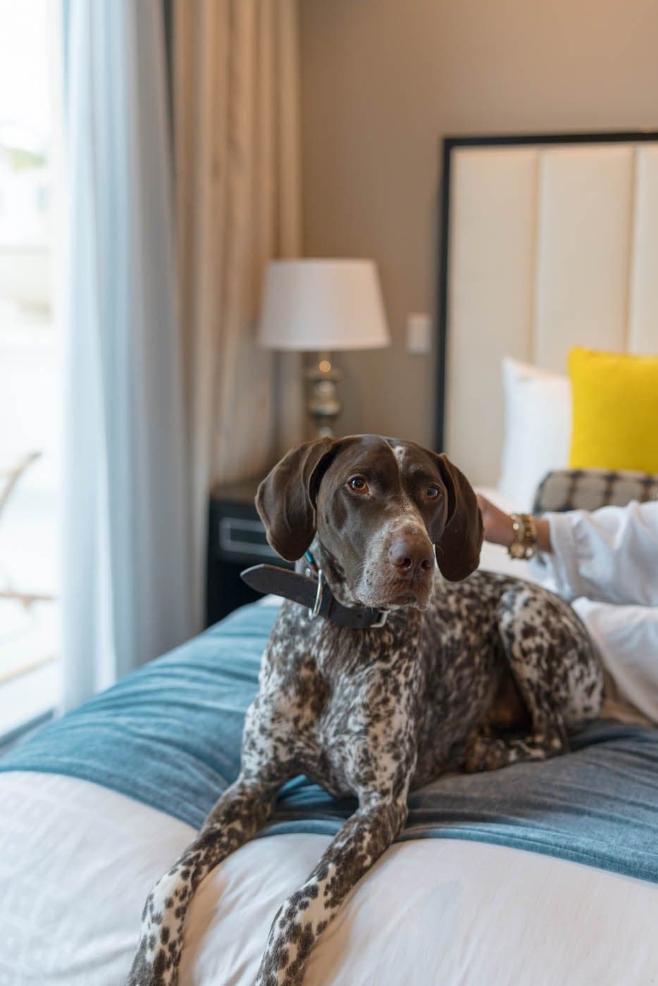 A dog sitting on a bed in a room on Inn on Fifth