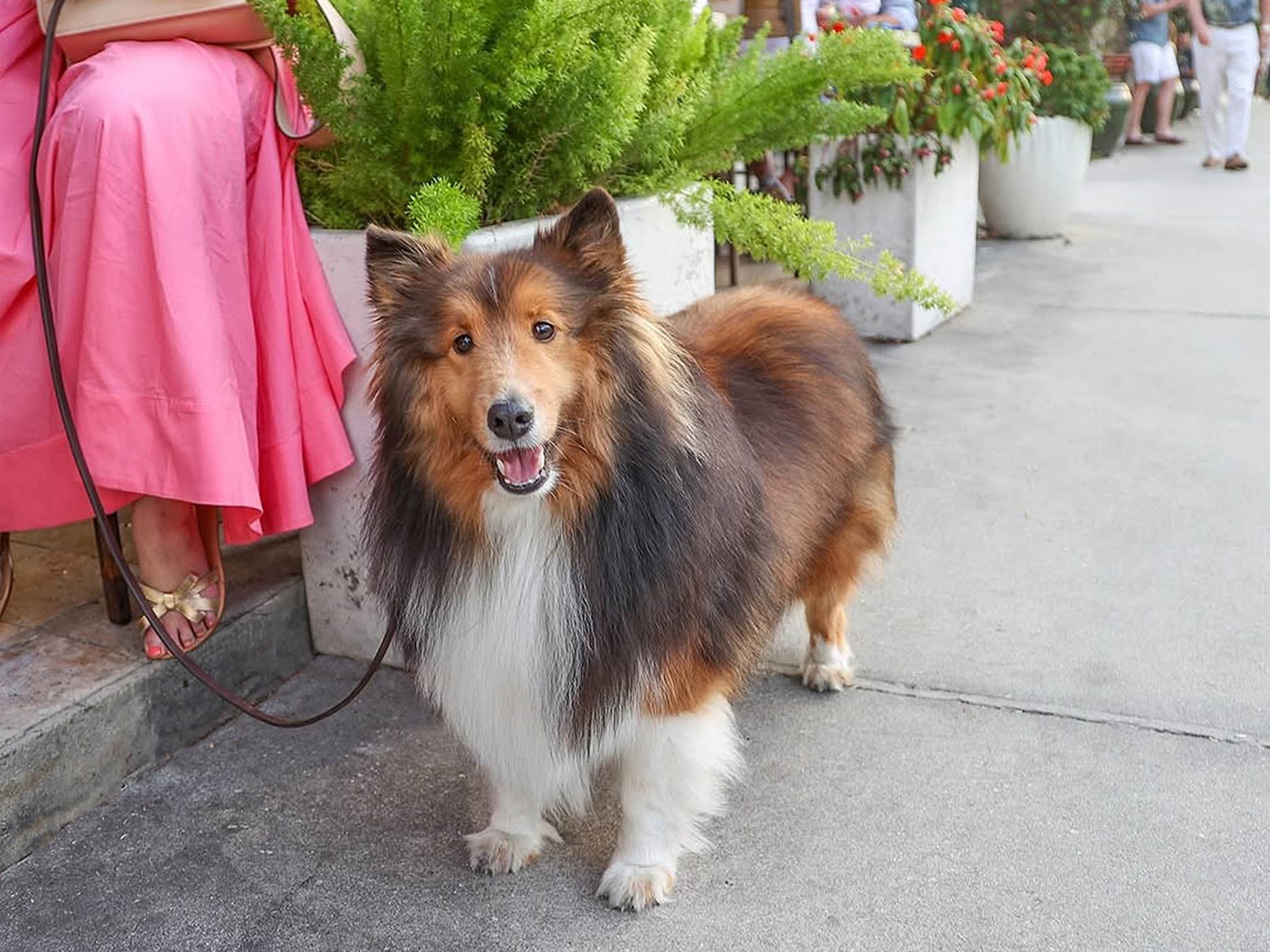 A woman sitting with her dog on a leash