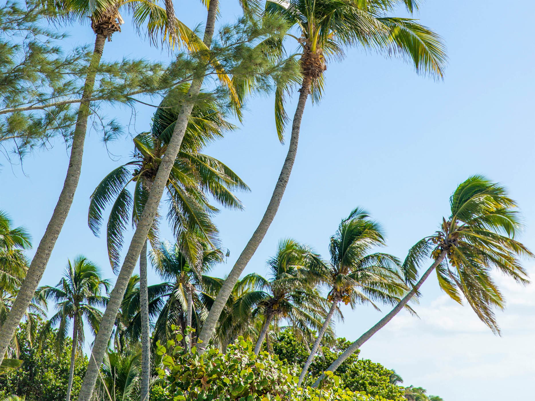 Royal palms against a blue sky in downtown Naples, Florida