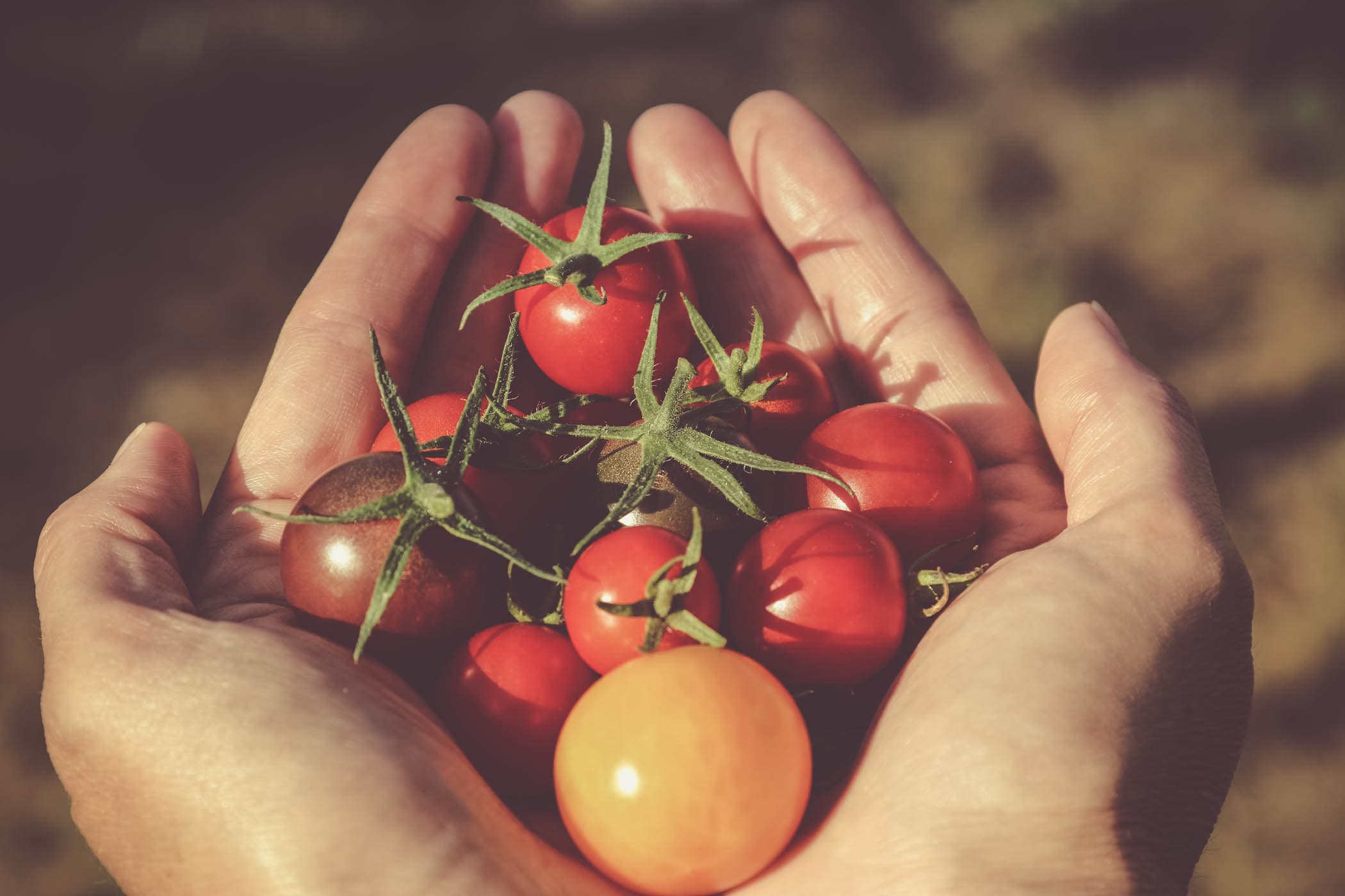 Two hands holding a handful of cherry tomatoes
