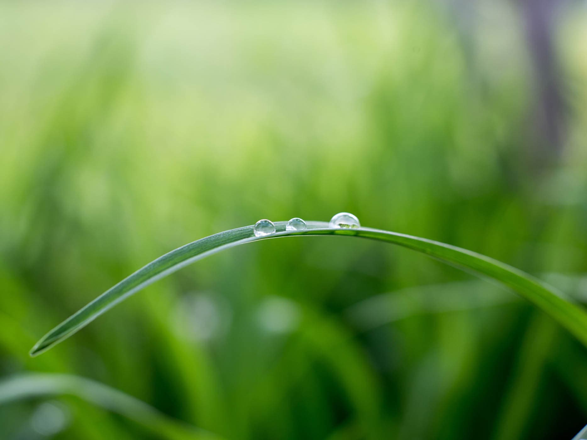 Dew on grass at a nature preserve near Naples, Florida