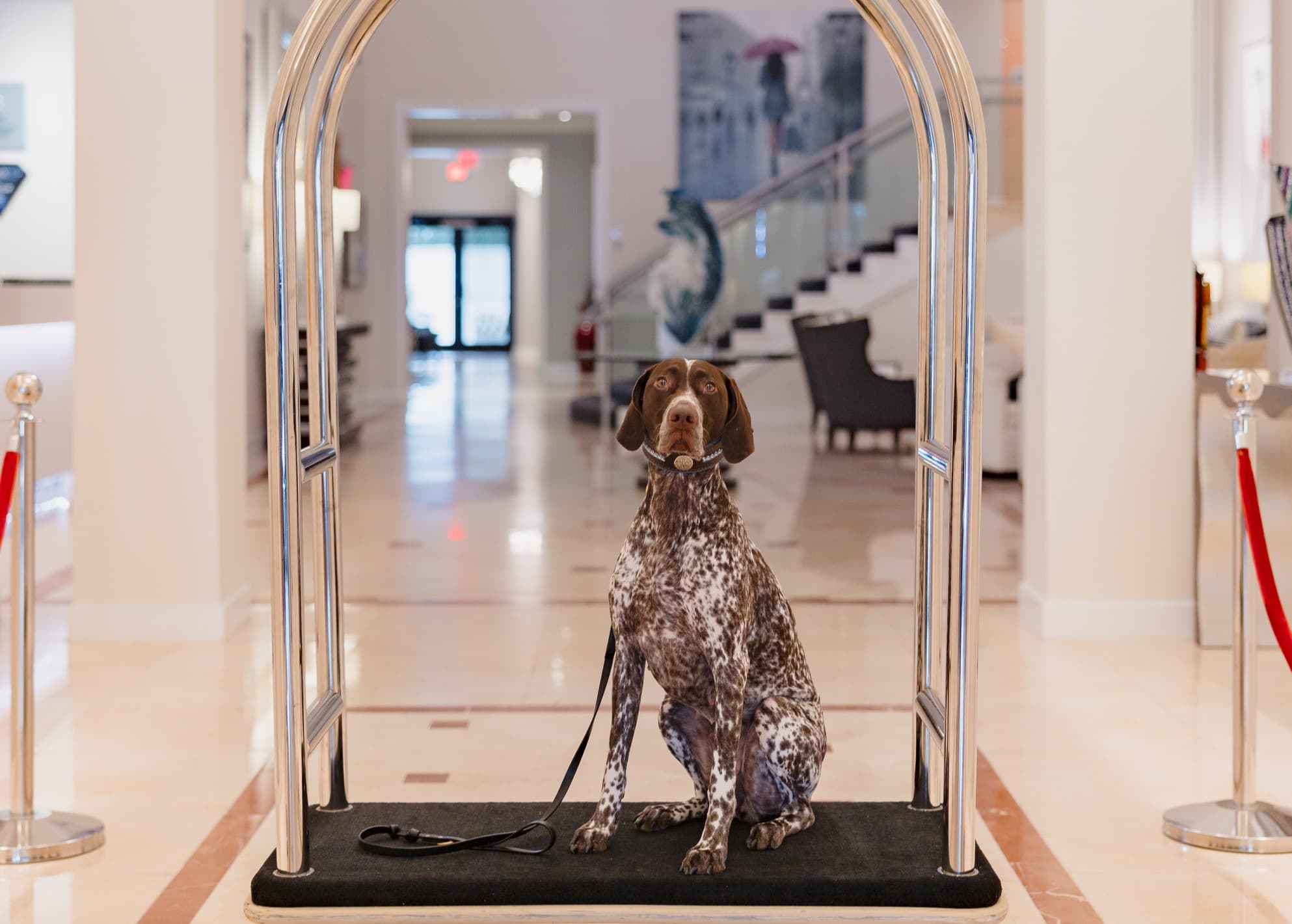 A brown and white dog sitting on a luggage trolly in a hotel lobby