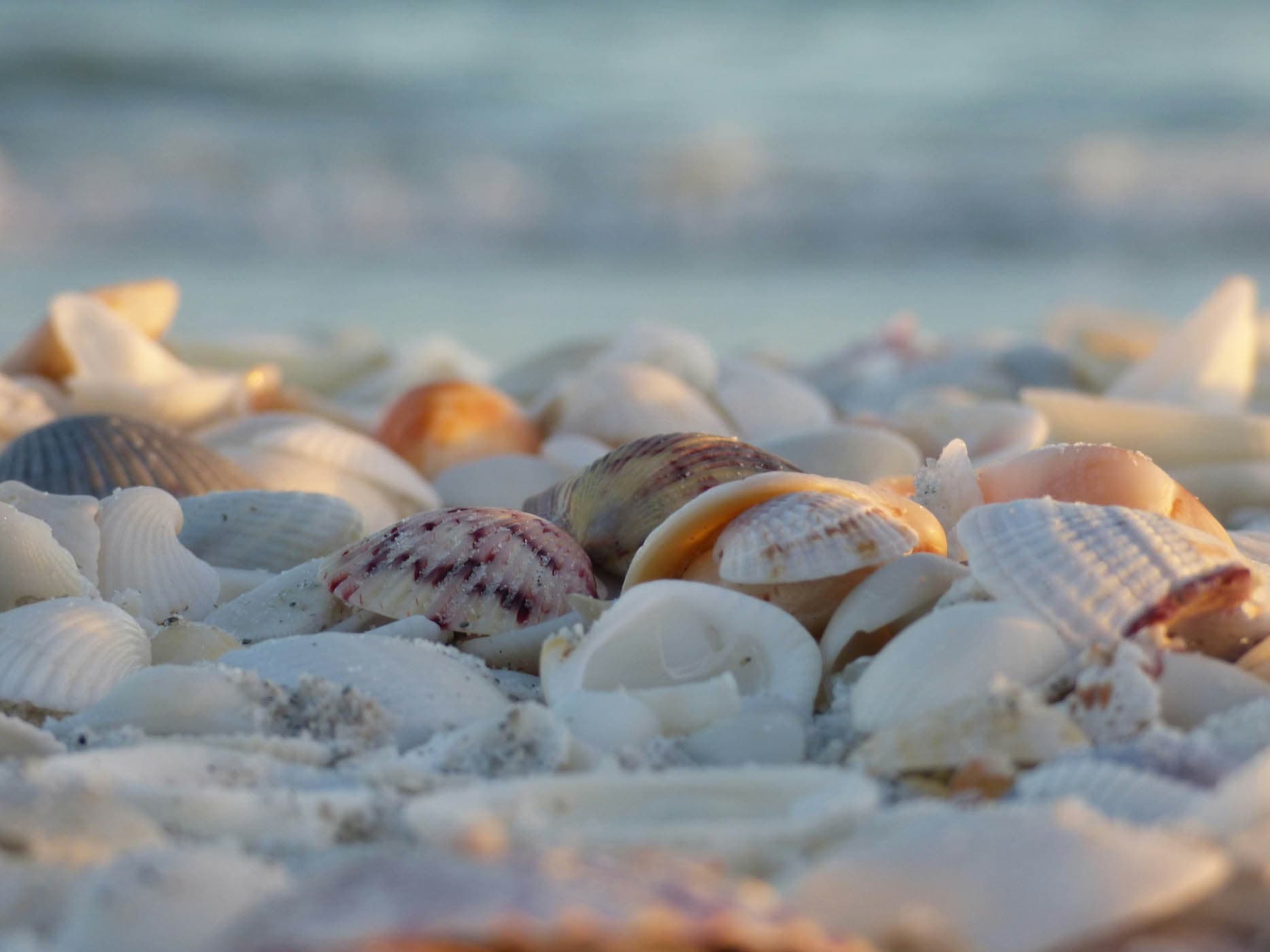 Seashells collected while shelling on a Naples, Florida beach