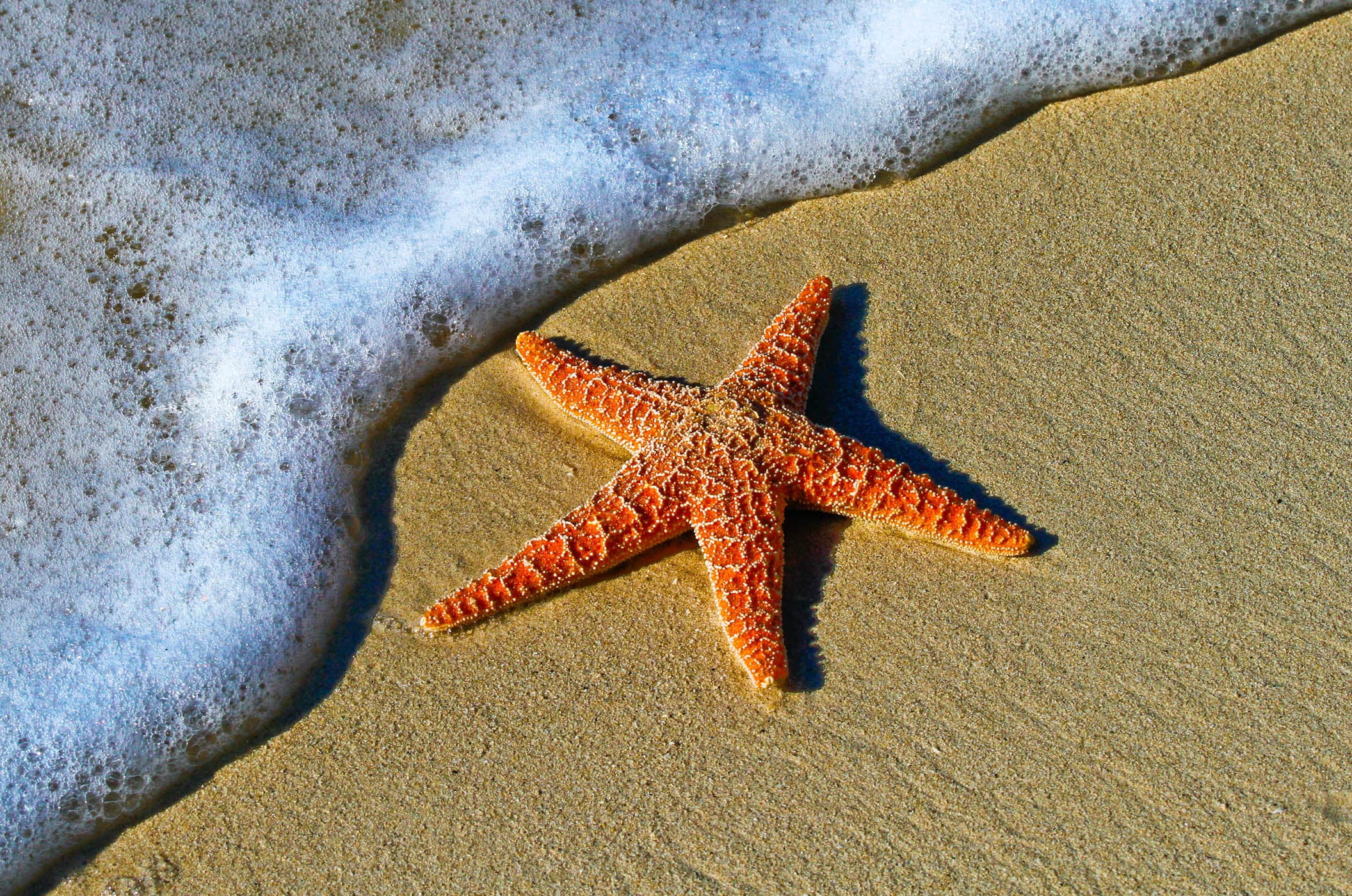 Orange starfish on the sand while shelling on a Naples, Florida beach