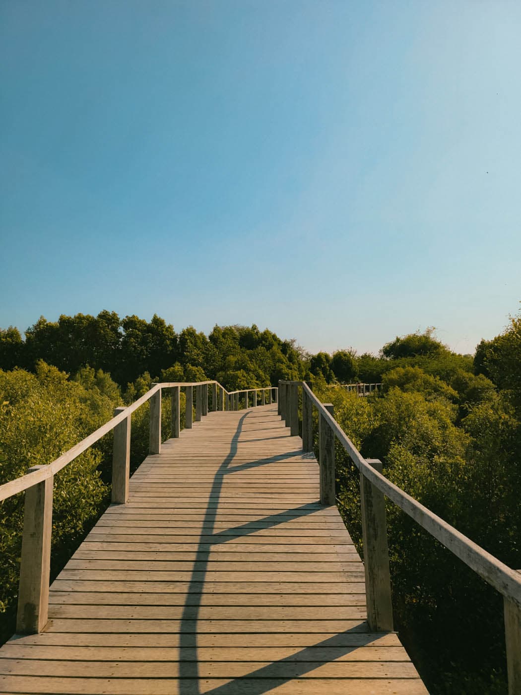 Boardwalk trail through mangroves at a Naples, Florida beach preserve