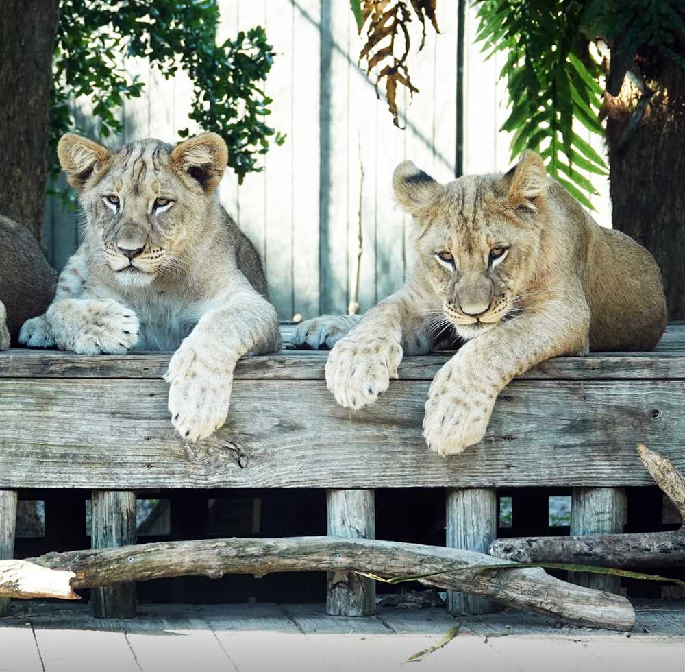 Two cubs at Naples Zoo