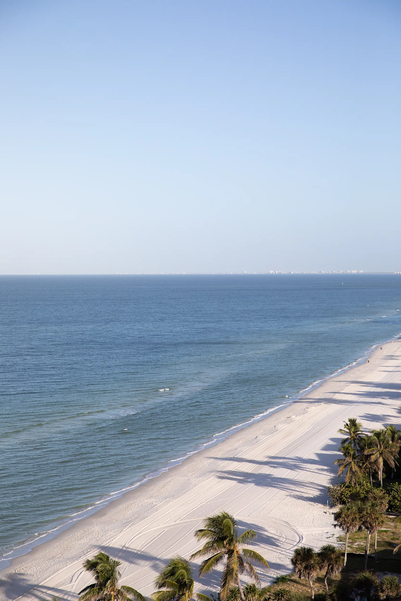 beach shore and palm trees