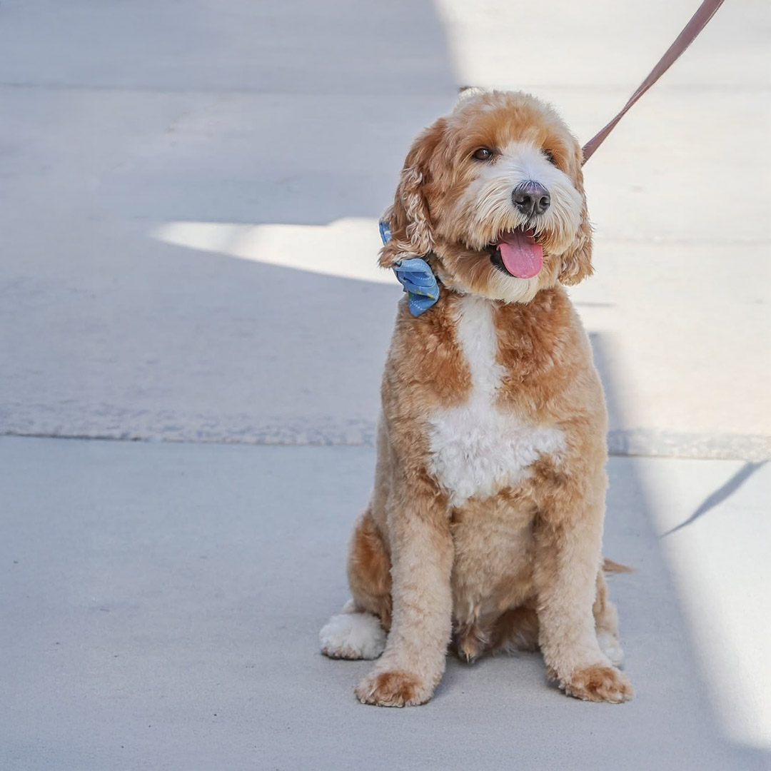brown and white dog on leash